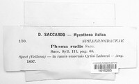 Diaporthe rudis image